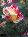 roses_de_mai 220